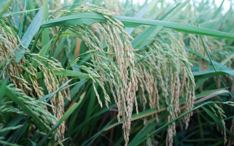 Giá lúa gạo hôm nay ngày 2/10: Giá gạo biến động nhẹ